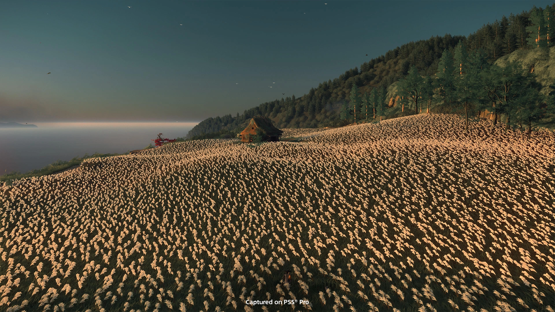 A picturesque landscape in Ghost of Yōtei, featuring a field of flowers and a distant house under a serene sky.