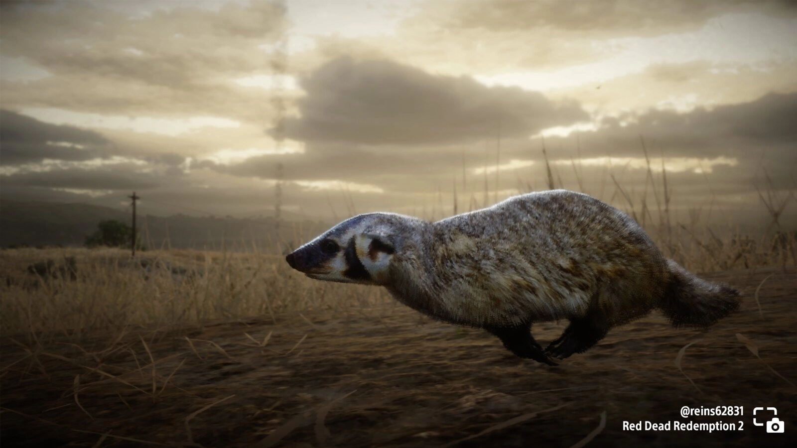 A badger scurries across a dusty landscape under a cloudy sky in Red Dead Redemption 2